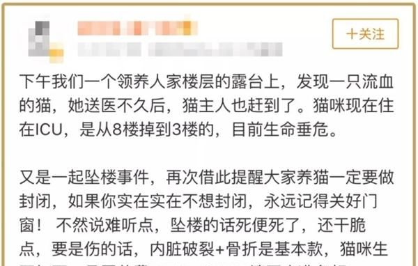 猫咪从冰箱上跳下来脚崴了,猫咪从四楼摔下来一般的常见后果图4