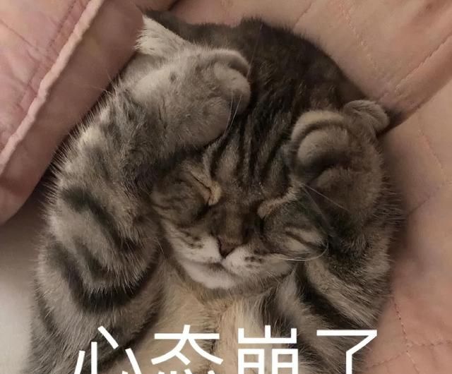 实不相瞒这几样东西都是猫的克星图1