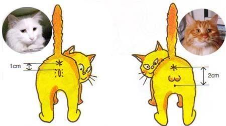 如何分辨猫的公母(小奶猫怎么分辨公母)图2