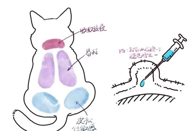 猫传腹的早期症状及治疗(猫咪治疗猫传腹期间皮肤发黄)图1