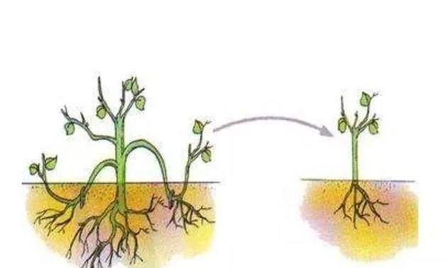 压条繁殖最简单的方法(扦插嫁接和压条哪种成活率最高)图4