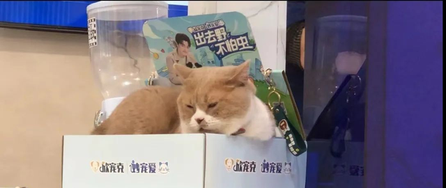 猫猫最好的绝育方式图4