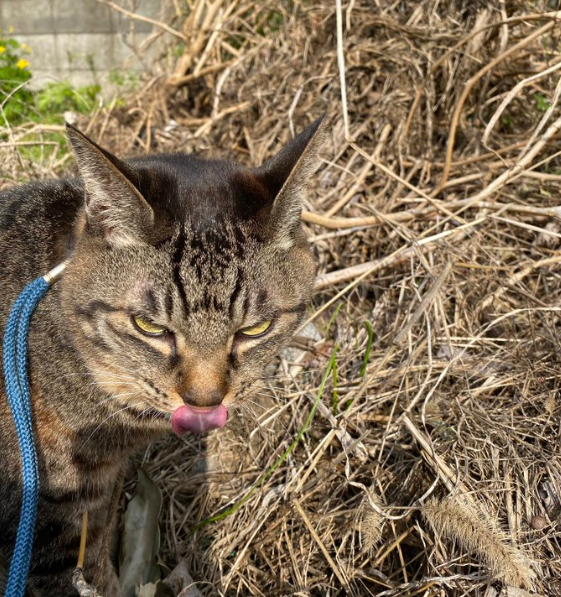 猫套上绳子就不动了图9