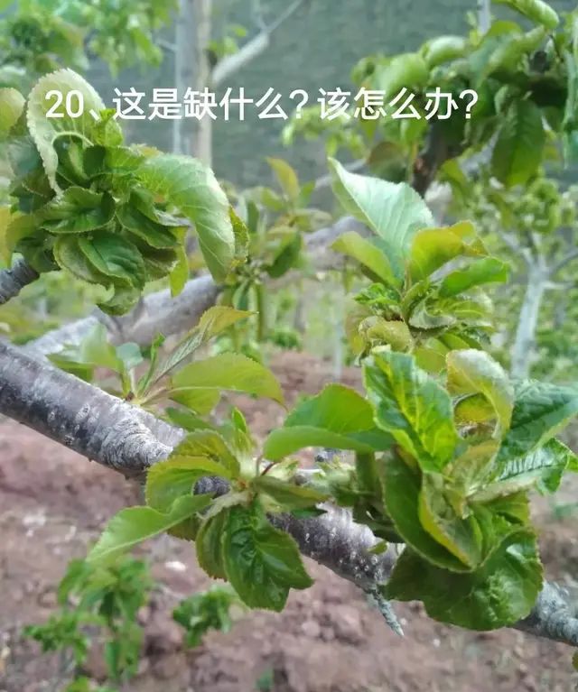 樱桃花后用什么杀虫剂和什么杀菌剂好图1