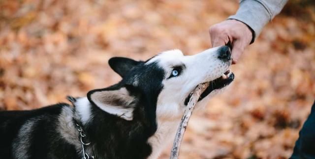 哈士奇vs德国牧羊犬,谁的战斗力更强图4