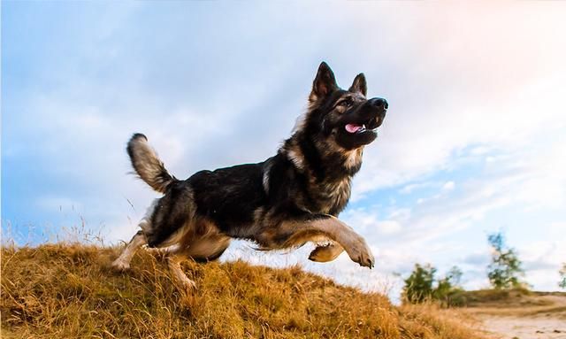 哈士奇vs德国牧羊犬,谁的战斗力更强图5