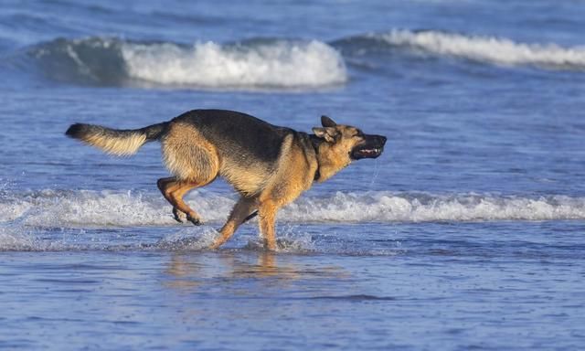 哈士奇vs德国牧羊犬,谁的战斗力更强图7