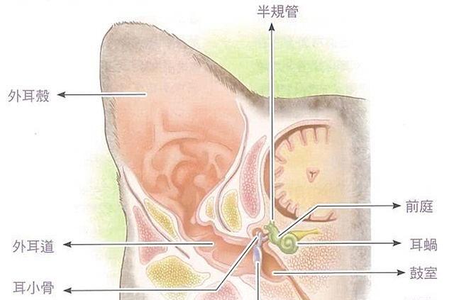 猫咪抓耳朵是因为有虫子吗(猫咪得了耳螨经常挠耳朵怎么办)图7