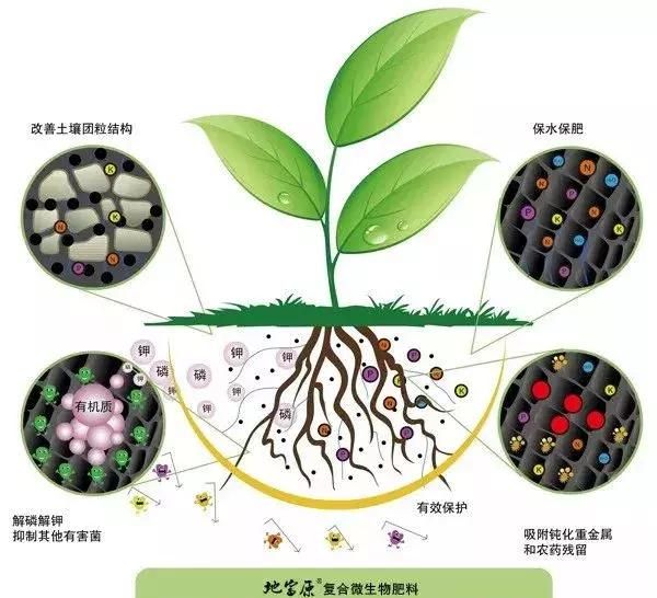 生物菌肥到底是万能肥料还是不属于肥料？教你重新认识、正确使用图1