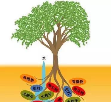 生物菌肥到底是万能肥料还是不属于肥料？教你重新认识、正确使用图2