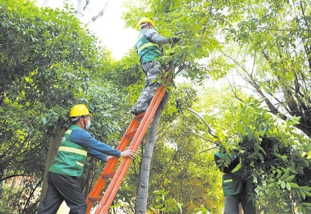 砍掉小区里的树木违法吗,砍掉小区里两棵树违法吗图3