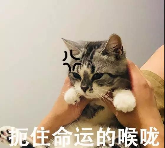 猫咪生病不吃东西该怎么喂药图1