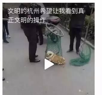 关于狗狗的十三个谣言图9