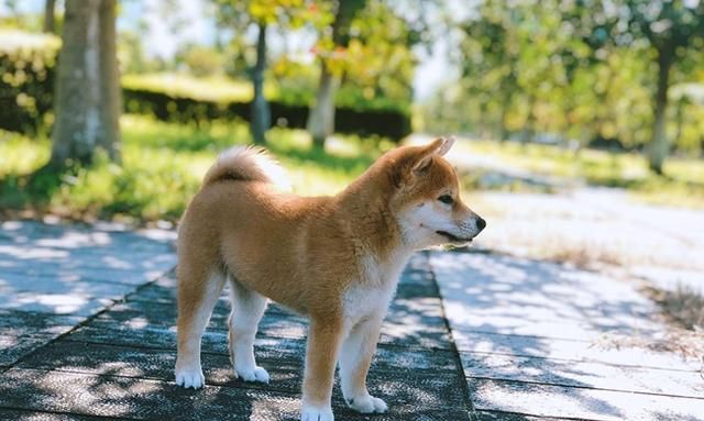 柴犬转圈圈是什么问题(柴犬套上项圈不随行转圈怎么办)图3