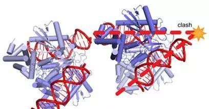 重复dna序列如何影响生物(dna是一种非常神奇的遗传物质)图1