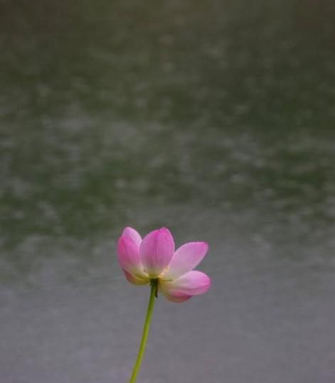 河南省的市花是什么花象征着什么图8