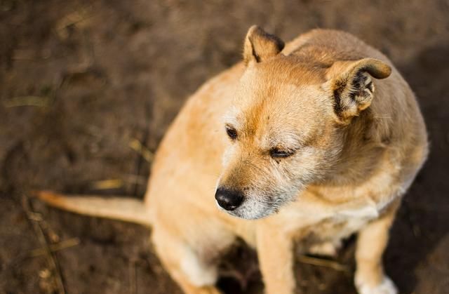 细小与犬瘟的症状表现有什么不同图2