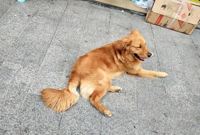 细小与犬瘟的症状表现有什么不同图5