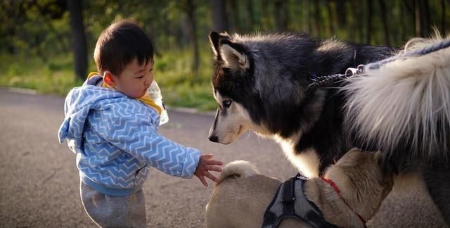 细小与犬瘟的症状表现有什么不同图9