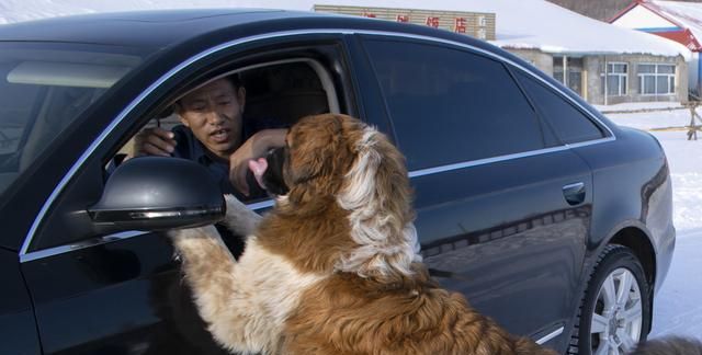 细小与犬瘟的症状表现有什么不同图10