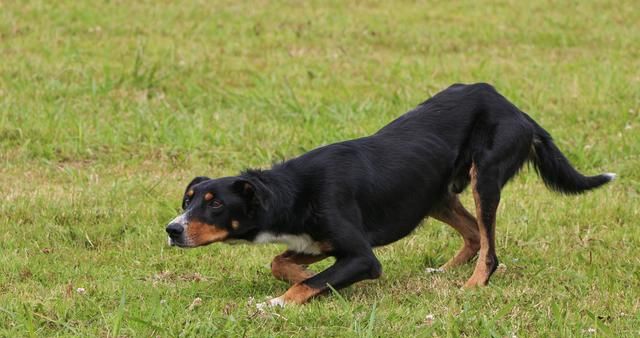 细小与犬瘟的症状表现有什么不同图12