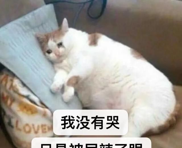 猫在床上拉屎怎么除臭,猫在床上尿了棉被很臭怎么处理图1