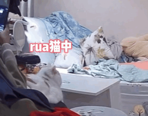 猫在床上拉屎怎么除臭,猫在床上尿了棉被很臭怎么处理图6