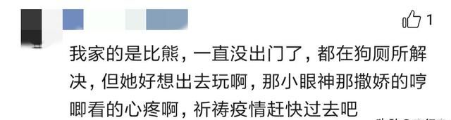 疫情期间狗狗不在家大小便怎么办图6