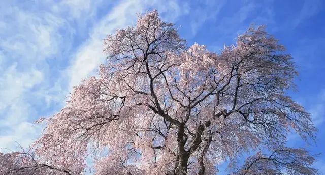 火焰海棠和樱花的区别,海棠跟梅花看起来差不多怎么区别图3