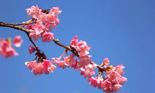 火焰海棠和樱花的区别,海棠跟梅花看起来差不多怎么区别图9