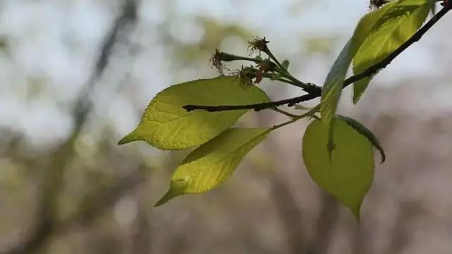 火焰海棠和樱花的区别,海棠跟梅花看起来差不多怎么区别图13