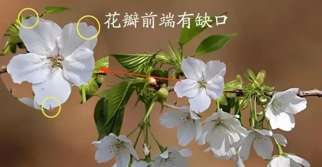 火焰海棠和樱花的区别,海棠跟梅花看起来差不多怎么区别图14