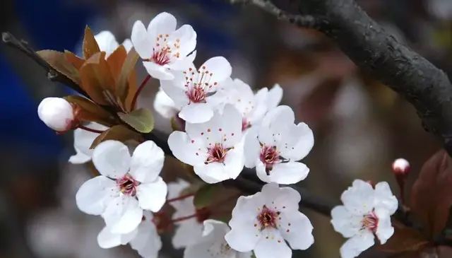 火焰海棠和樱花的区别,海棠跟梅花看起来差不多怎么区别图17