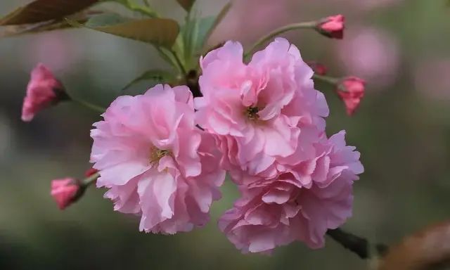 火焰海棠和樱花的区别,海棠跟梅花看起来差不多怎么区别图21