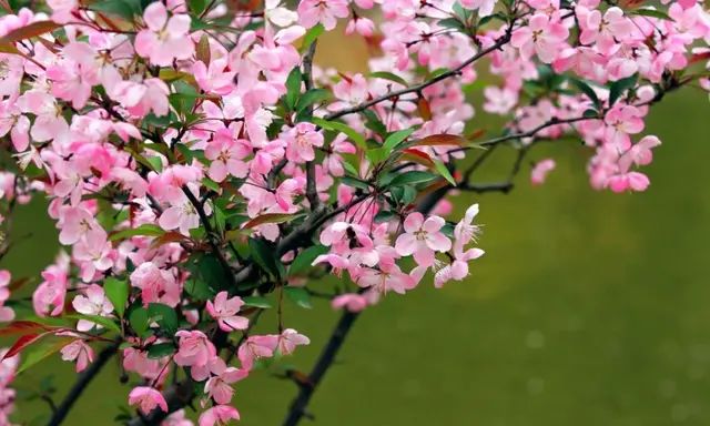 火焰海棠和樱花的区别,海棠跟梅花看起来差不多怎么区别图23