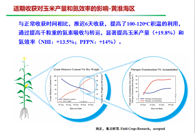 所有玉米品种都有减产的风险图1