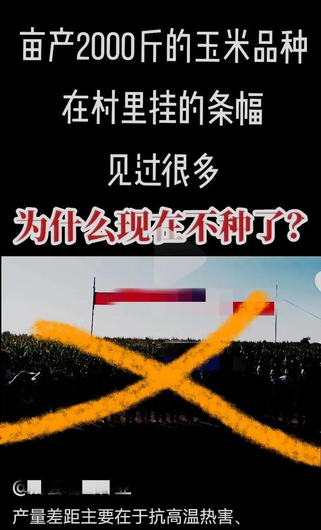 所有玉米品种都有减产的风险图3