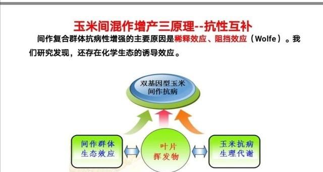 所有玉米品种都有减产的风险图22