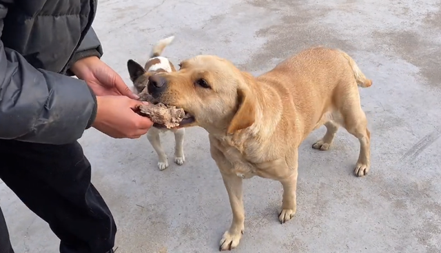 拉布拉多犬的喂养方式,怎么教拉布拉多不要乱吃图4