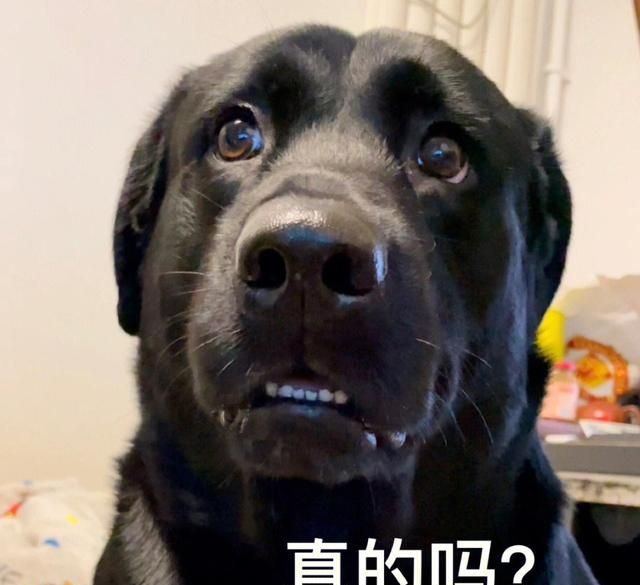 拉布拉多犬的喂养方式,怎么教拉布拉多不要乱吃图5