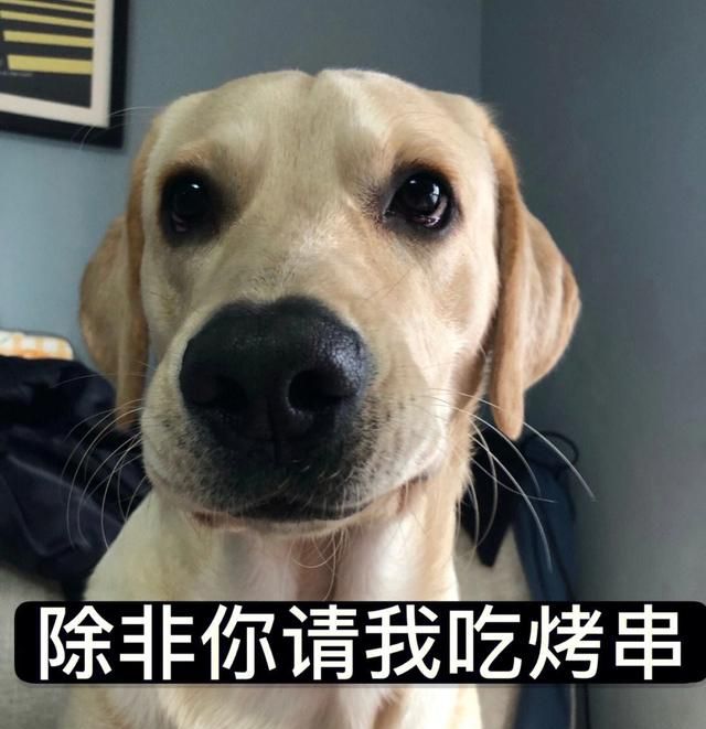 拉布拉多犬的喂养方式,怎么教拉布拉多不要乱吃图7