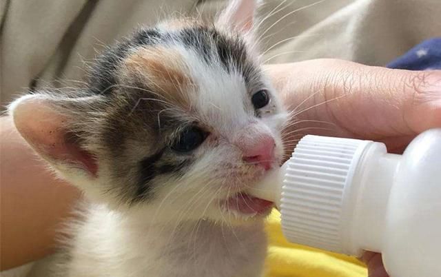 新手养奶猫的7个基础知识幼猫图3