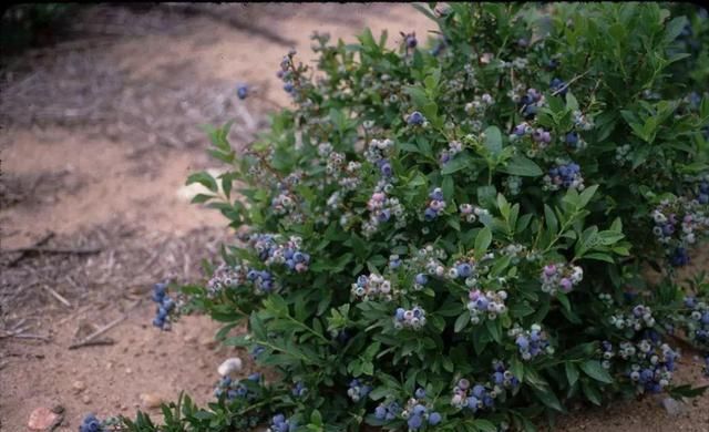 适合种蓝莓的季节(蓝莓要怎么种才能开花多结果旺盛)图3