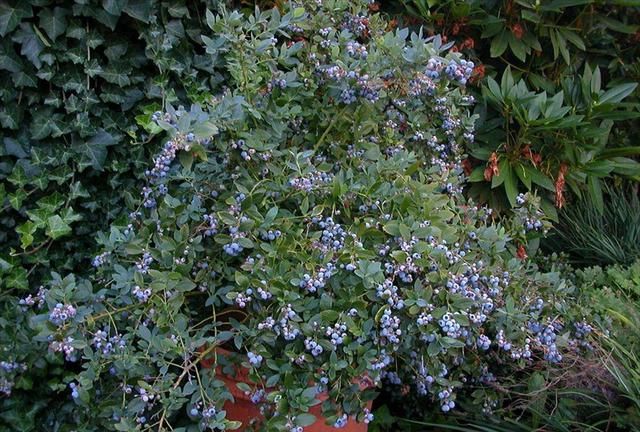 适合种蓝莓的季节(蓝莓要怎么种才能开花多结果旺盛)图4