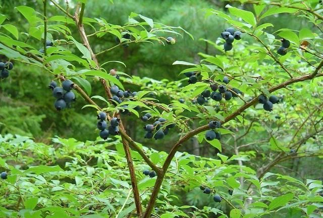 适合种蓝莓的季节(蓝莓要怎么种才能开花多结果旺盛)图5