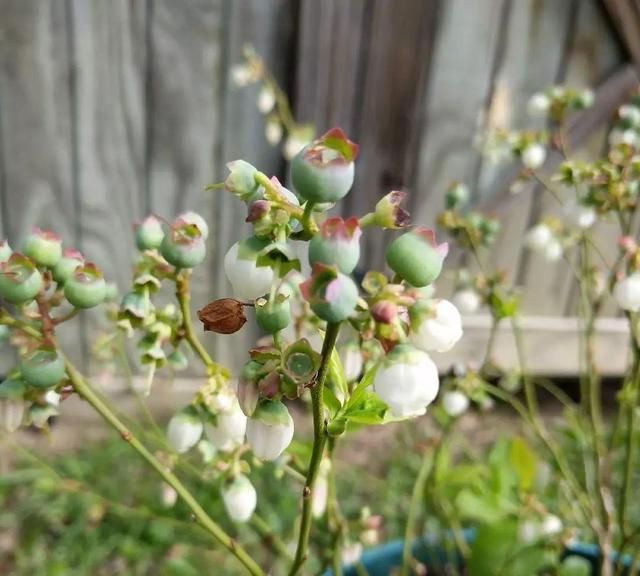 适合种蓝莓的季节(蓝莓要怎么种才能开花多结果旺盛)图7