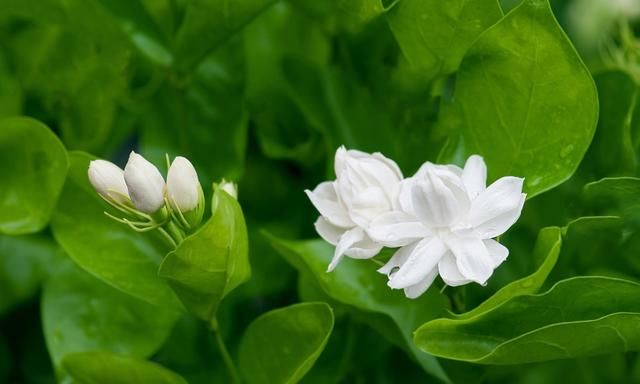 栀子花的花苞没有开就脱落了是怎么回事图1