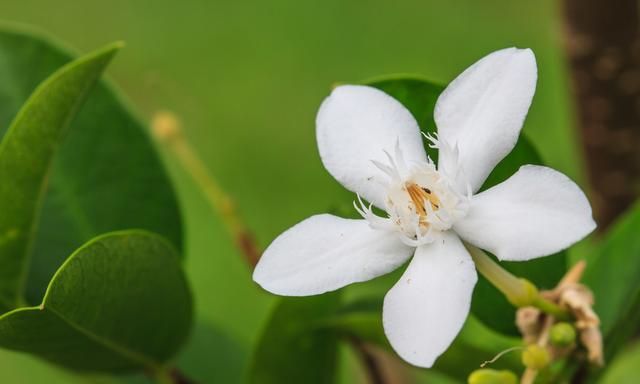 栀子花的花苞没有开就脱落了是怎么回事图2