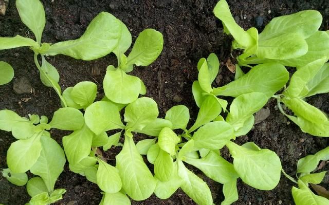 2月阳台种什么菜合适(3月阳台适合种菜怎么种)图8