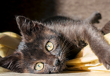 猫杯状病毒导致猫咪流鼻血,猫咪感冒会出现杯状病毒吗图2